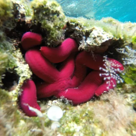 Del Golfetto Plemmirio